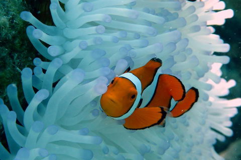 Seastar Luxury Outer Great Barrier Reef Island And Reef Tour From Cairns - Tourism Brisbane 0