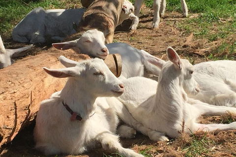 Mornington Peninsula Winery Tours With Cheese, Chocolate Tastings From Melbourne - Tourism Brisbane 0