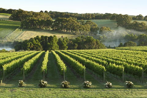Mornington Peninsula Winery Tours With Cheese, Chocolate Tastings From Melbourne - Tourism Brisbane 4
