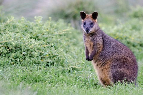 Phillip Island Penguin Parade Day Trip With Koala Conservation Reserve Visit - Tourism Brisbane 1