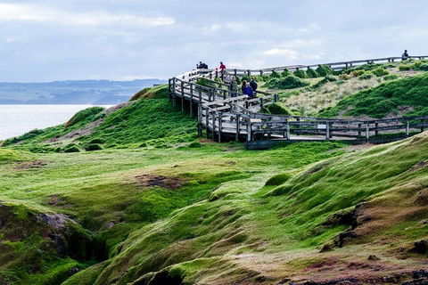 Phillip Island Penguin Parade Day Trip With Koala Conservation Reserve Visit - Tourism Brisbane 4