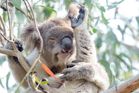 Great Ocean Road Reverse Itinerary With 12 Apostles From Melbourne - Tourism Brisbane 1