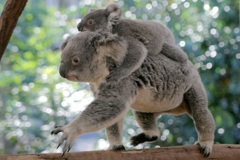 Lone Pine Koala Sanctuary Admission With Brisbane River Cruise - Tourism Brisbane 0