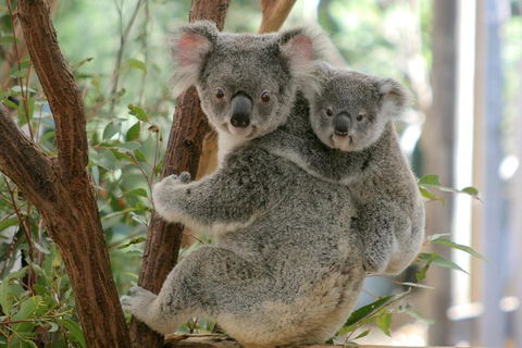Lone Pine Koala Sanctuary Admission With Brisbane River Cruise - Tourism Brisbane 3