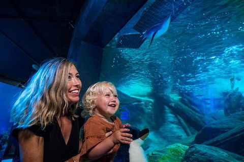 SEA LIFE Sunshine Coast Aquarium Entrance Ticket - Tourism Brisbane 0