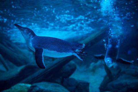 SEA LIFE Sunshine Coast Aquarium Entrance Ticket - Tourism Brisbane 1