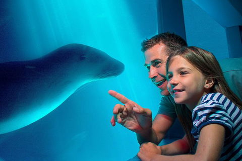 SEA LIFE Sunshine Coast Aquarium Entrance Ticket - Tourism Brisbane 2