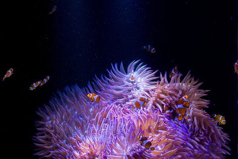 SEA LIFE Sunshine Coast Aquarium Entrance Ticket - Tourism Brisbane 4