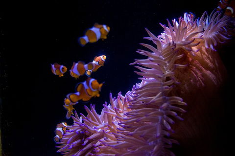 SEA LIFE Sunshine Coast Aquarium Entrance Ticket - Tourism Brisbane 5