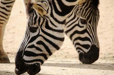 Melbourne Zoo General Entry Ticket - Tourism Brisbane 1