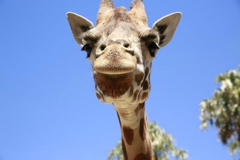 Melbourne Zoo General Entry Ticket - Tourism Brisbane 2