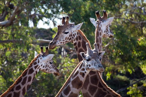 Werribee Open Range Zoo General Admission Ticket - Tourism Brisbane 0