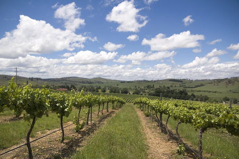 Hunter Valley Wine Tour From Sydney Incl Lunch, Cheese, Chocolate And Distillery - Tourism Brisbane 0