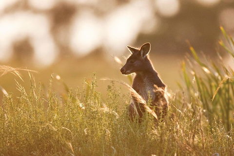 Sunset Blue Mountains Wilderness & Wildlife Tour Without The Crowds - Tourism Brisbane 0