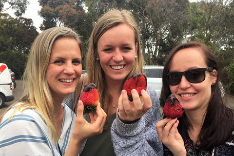 Mornington Peninsula Farm Produce Wine And Cider Tour - Tourism Brisbane 4