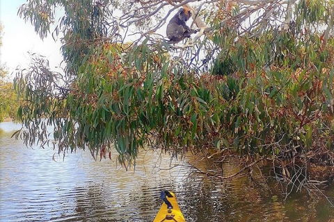 Kangaroo Island Self-Guided Kayaking On The Harriet River - Tourism Brisbane 4