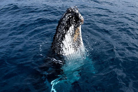 Phillip Island Whale Watching Tour - Tourism Brisbane 0