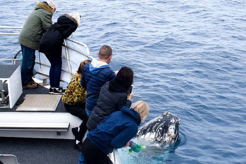 Phillip Island Whale Watching Tour - Tourism Brisbane 1