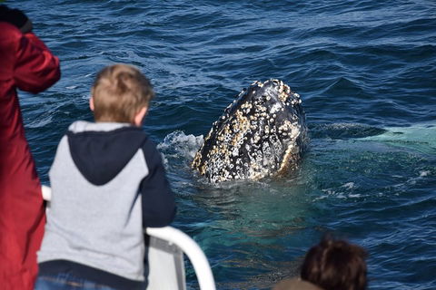 Phillip Island Whale Watching Tour - Tourism Brisbane 2