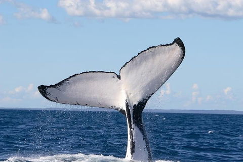 Phillip Island Whale Watching Tour - Tourism Brisbane 3