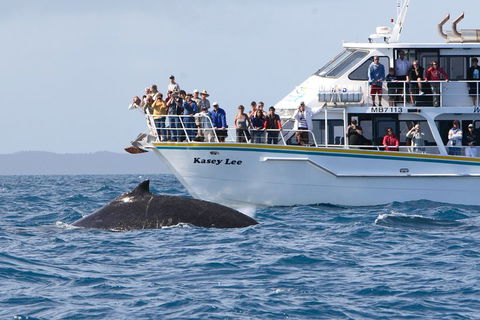 Phillip Island Whale Watching Tour - Tourism Brisbane 4