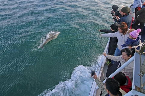 Phillip Island Whale Watching Tour - Tourism Brisbane 5