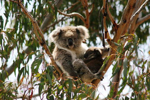 Phillip Island Penguin Parade, Brighton Bathing Boxes And Wildlife Park Tour - Tourism Brisbane 4
