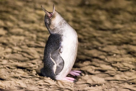 Phillip Island Penguin Parade, Brighton Bathing Boxes And Wildlife Park Tour - Tourism Brisbane 5