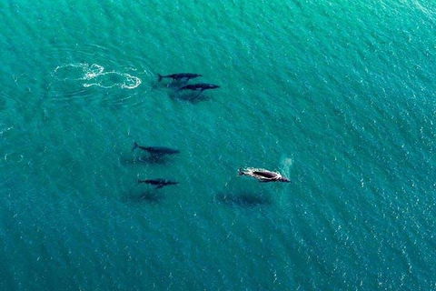 25-30 Minute Newcastle & Macquarie Helicopter Shared Flight - Tourism Brisbane 4