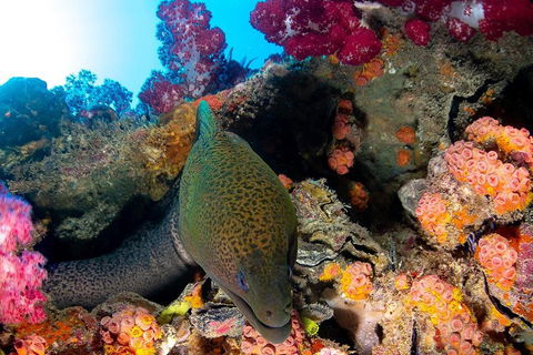 Scuba Dive The S.S. Yongala Wreck On The Great Barrier Reef. - Tourism Brisbane 1