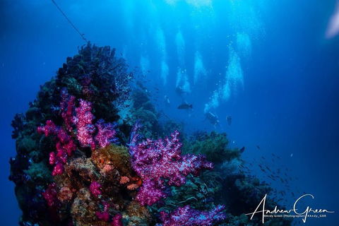 Scuba Dive The S.S. Yongala Wreck On The Great Barrier Reef. - Tourism Brisbane 2