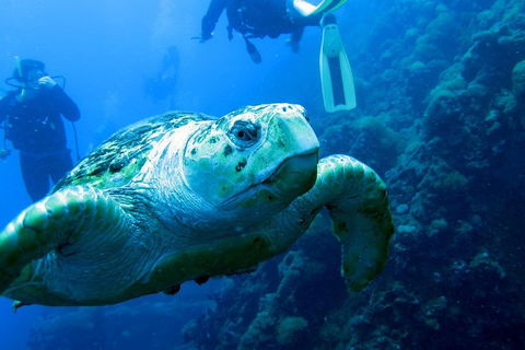 Scuba Dive The S.S. Yongala Wreck On The Great Barrier Reef. - Tourism Brisbane 5