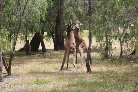 Margaret River Coastal And Wildlife Eco Trip From Busselton Or Dunsborough - Tourism Brisbane 1