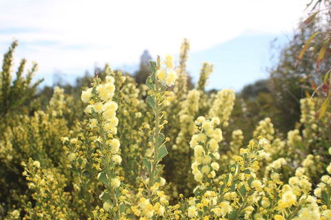 Margaret River Coastal And Wildlife Eco Trip From Busselton Or Dunsborough - Tourism Brisbane 4